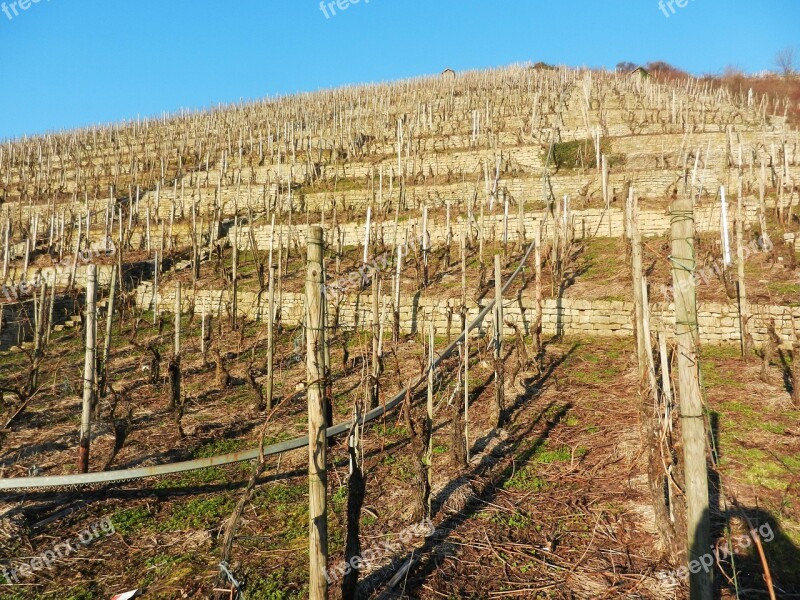 Vineyard Neckar Sunny March Vegetation Calm