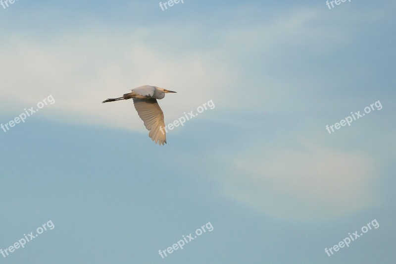 Heron Birds Nature Cloud Sky