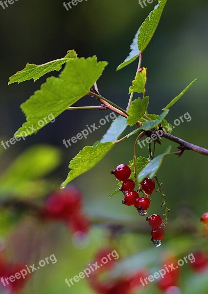 Currant Red Currant Berry Macro Nutrition