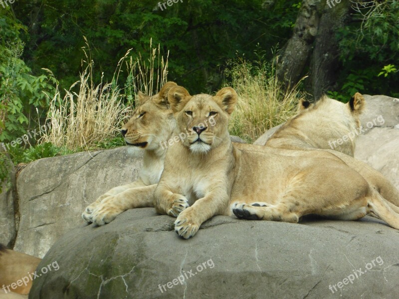 Lion Lioness Animal Zoo Wildlife