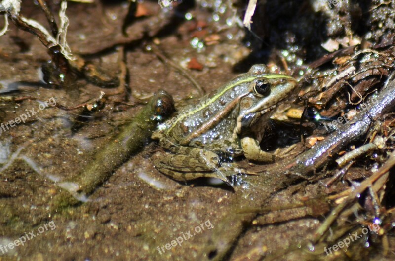 Frog Gerardo Water Nature Animal