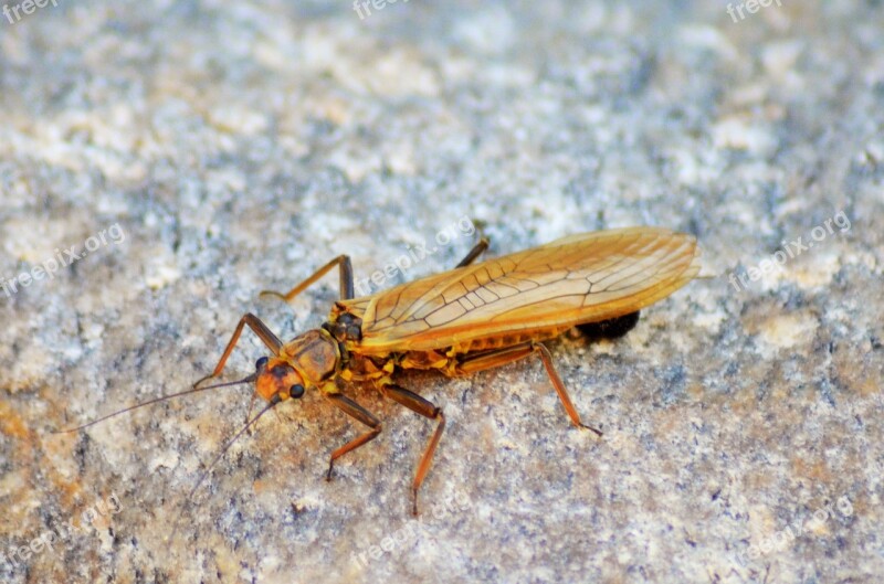 Insect Cicada Vocals South Provence