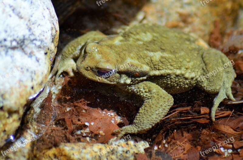 Toad Frog Gerardo Water Nature