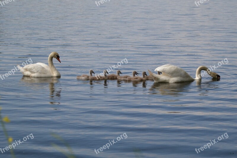 Swan Pond Chicks Family Bird