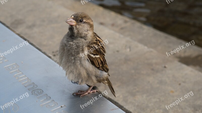 Bird Sparrow Nature Plumage Animals