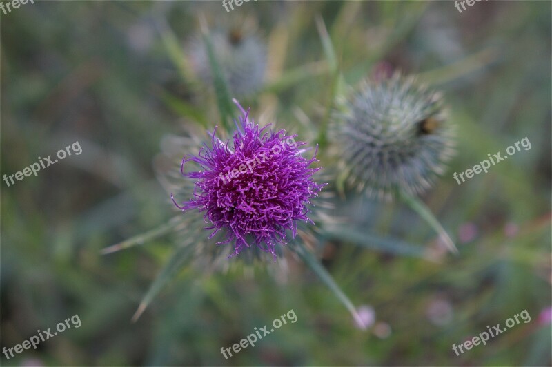 Purple Plant Garden Flower Nature