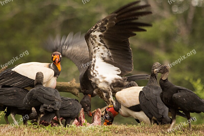 Nature Predatory Birds King Vulture Free Photos