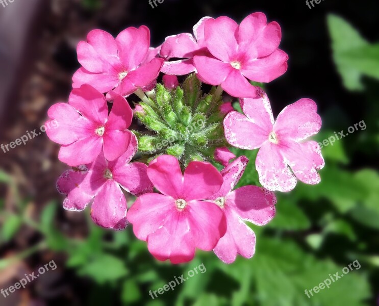 Verbena Flower Verbenaceae Pink Vervain