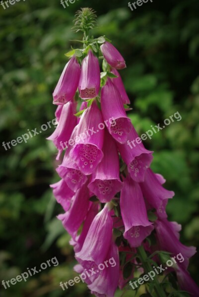 Thimble Plant Flower Toxic Flowers