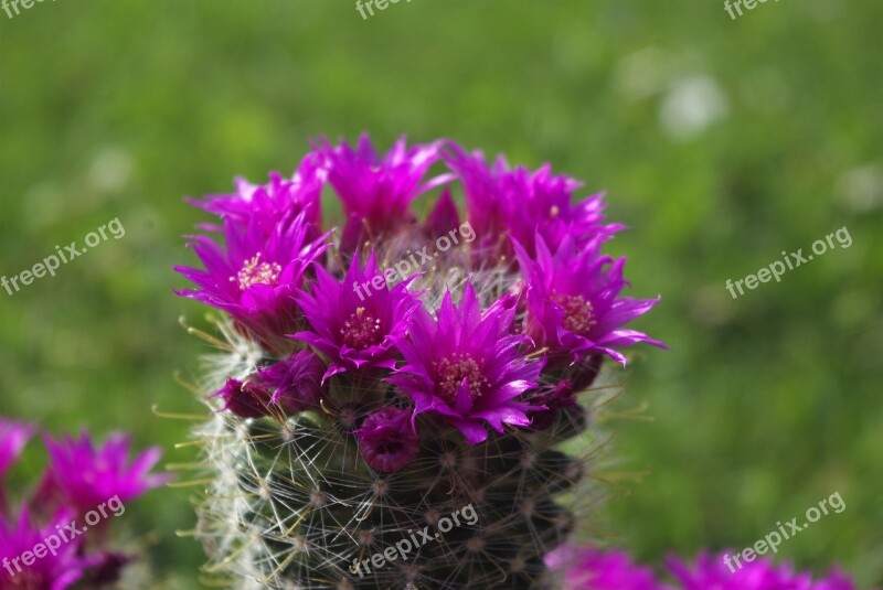 Cactus Blossom Bloom Spur Plant