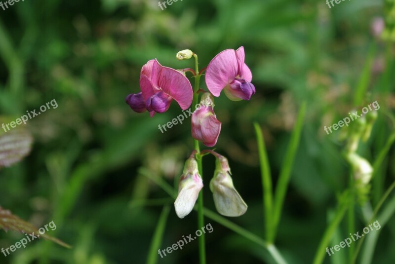 Wild Orchid Plant Flower Wilderness Wild