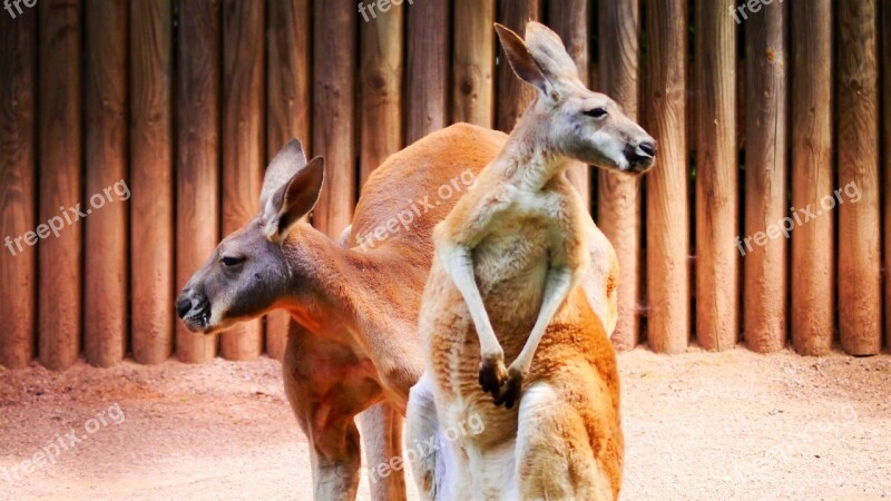 Kangaroos Marsupial Red Kangaroo Zoo Herbivores