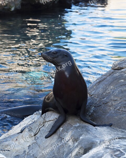 Sea ​​lion Sea Park Fauna Mamals