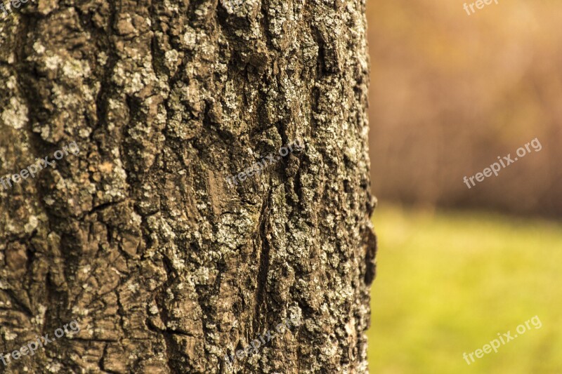 Tree Bark Tree Bark Nature Wood