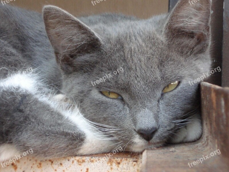 Cat Sleep Grey Feline Pet