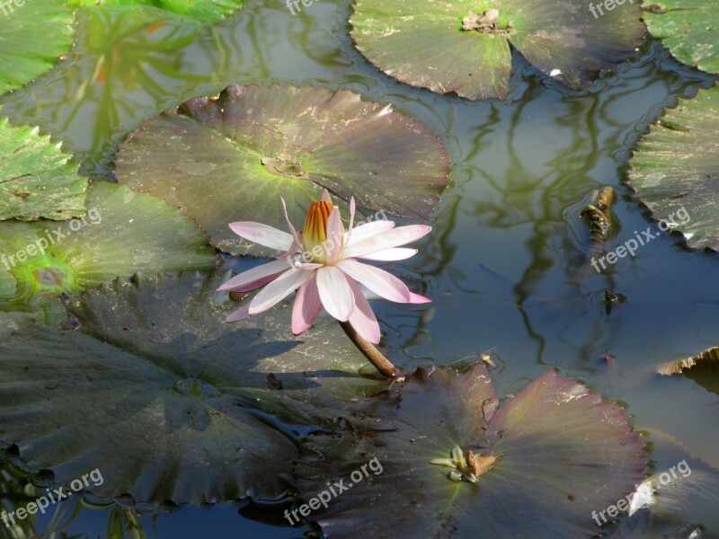 Flower Lotus Flower Lotus Eastern Flowers