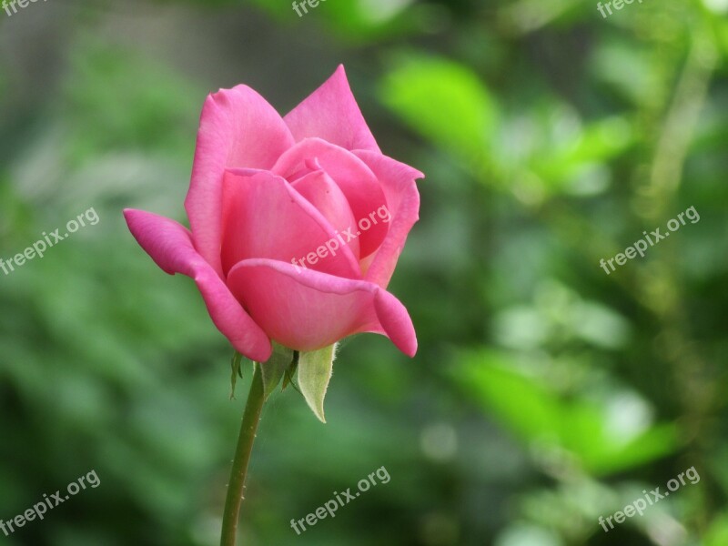 Rosa Garden Flower Pink Spring