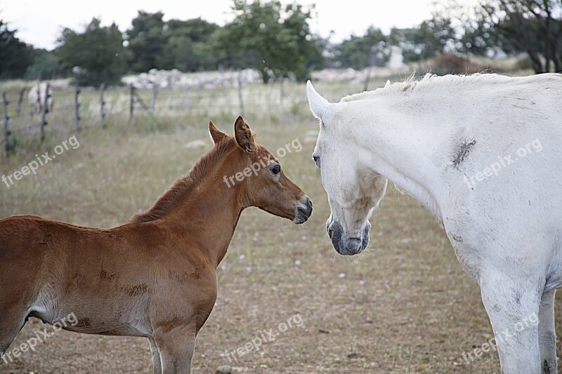 Horse Foal Mare Annimal Animal