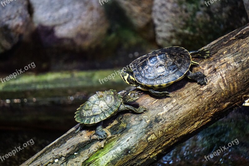 Turtles Log Water Jungle Nature