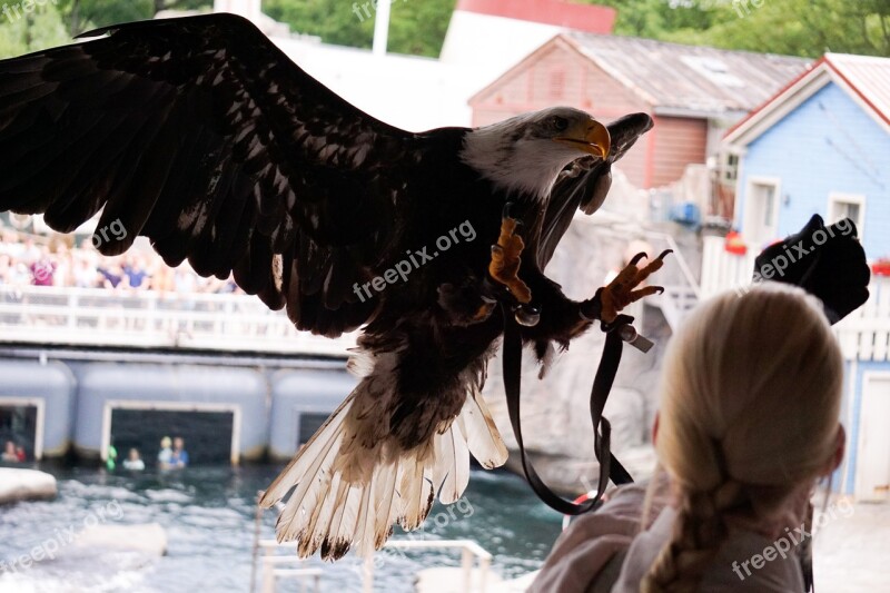 Adler Flight Swing Raptor Bird Of Prey