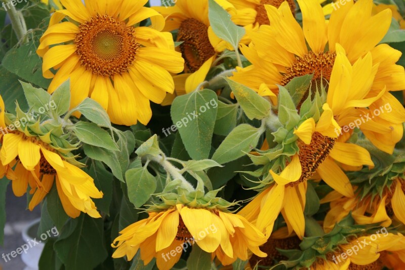 Flowers Sunflowers Yellow Sun Summer