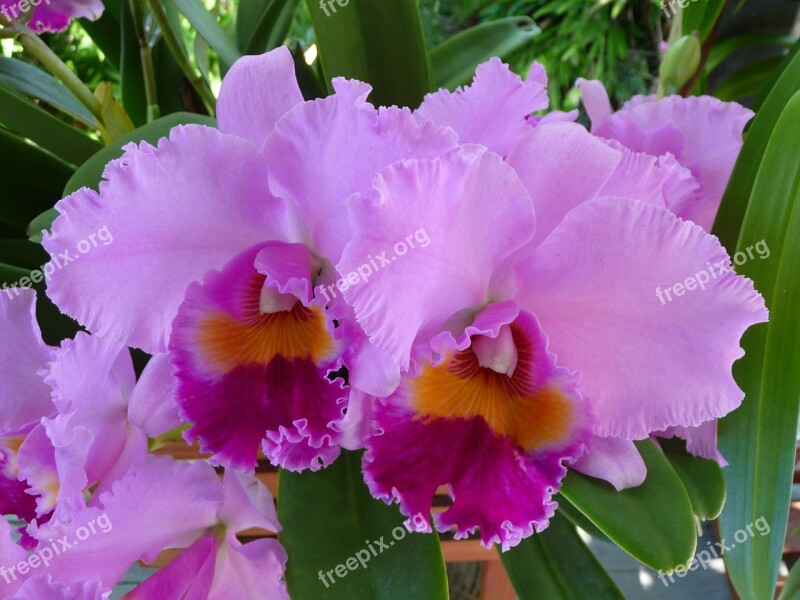 Orchid Cattleya Flower Flora Petals