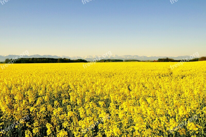 Spring Rape Blossom Nature Blooming Rape Field Bright