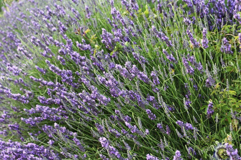 Lavender Provence France Summer Scents