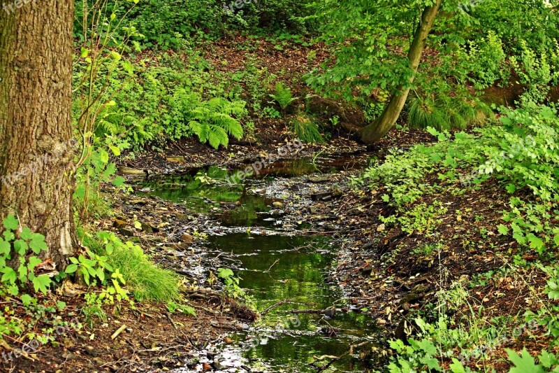 Bach Forest Water Waters Trickle