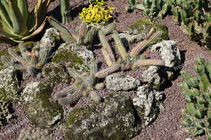 Cactus Green Plant Botanical Garden überlingen