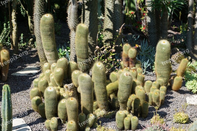 Cactus Green Plant Botanical Garden überlingen