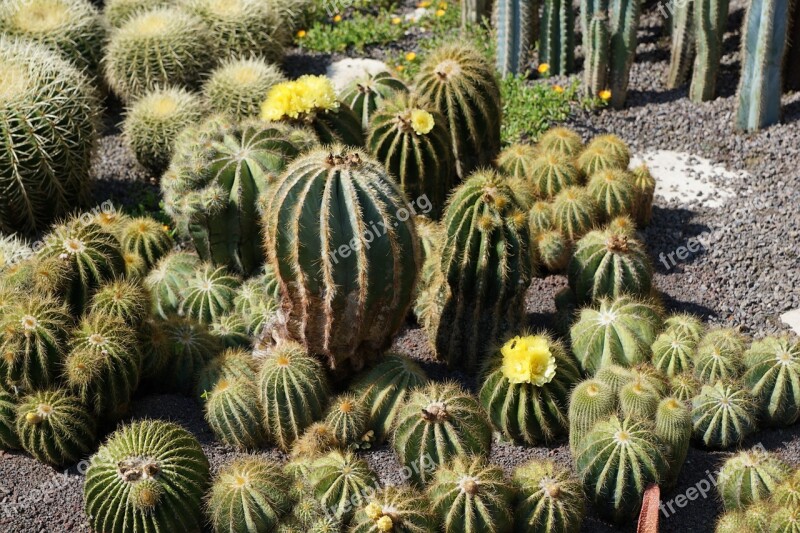 Cactus Green Plant Botanical Garden überlingen