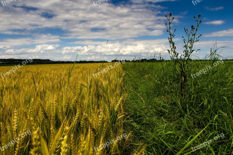 Summer Clouds Cereals Landscape Sun