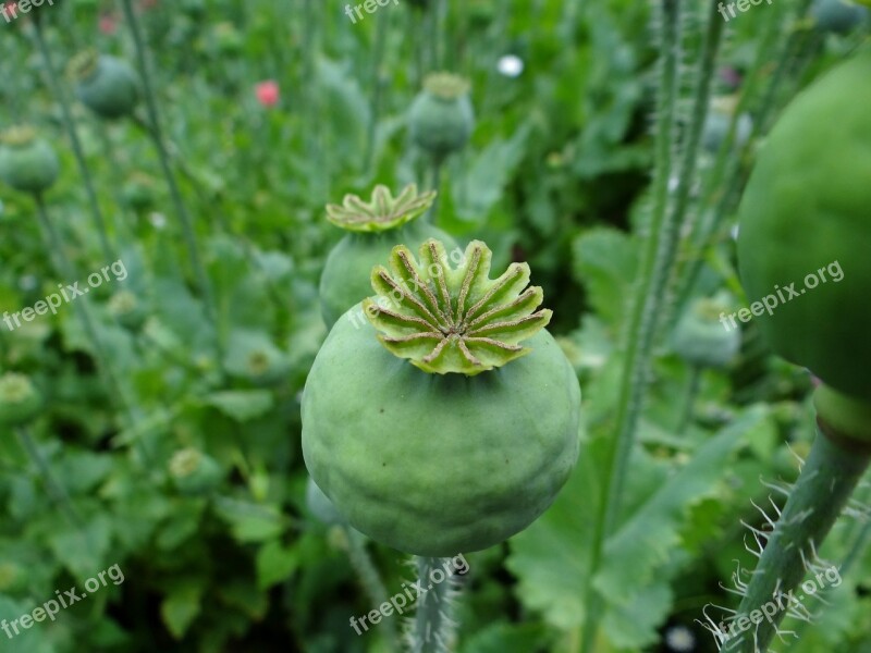 Poppy Poppy Capsule Green Capsule Mohngewaechs