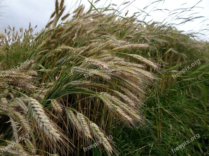 Rye Cereals Ear Cornfield Nourishing Rye