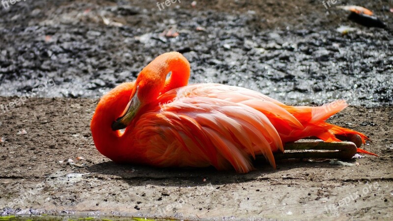 Pink Flamingo Bird Water Bird Plumage