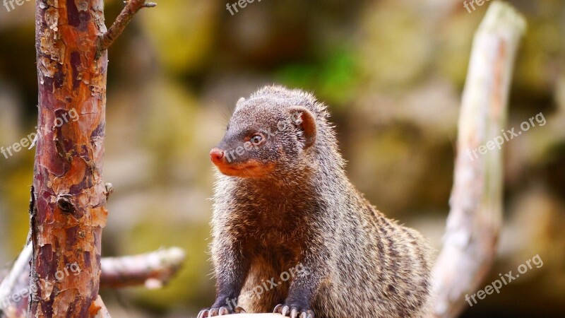 Mongoose Creature Mammal Banded Mongoose Animal