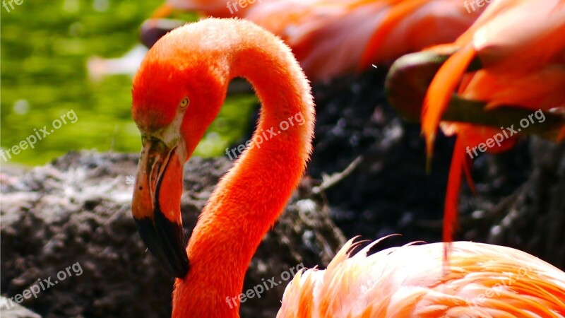 Flamingo Bird Water Bird Plumage Pink