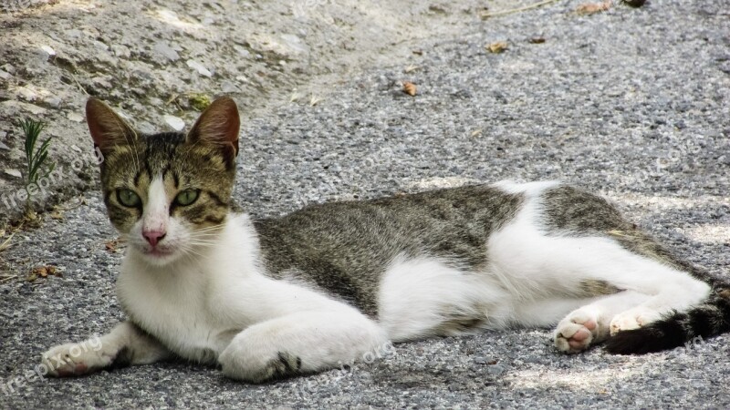 Cat Stray Looking Animal Kitten