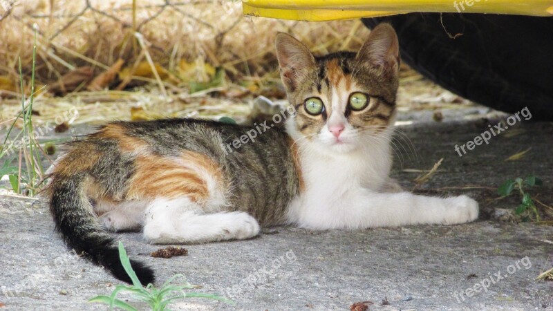 Cat Stray Looking Animal Kitten