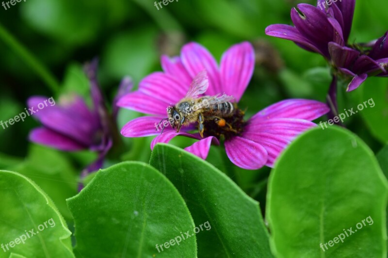 Composites Bee Old Bee Pollen Collect