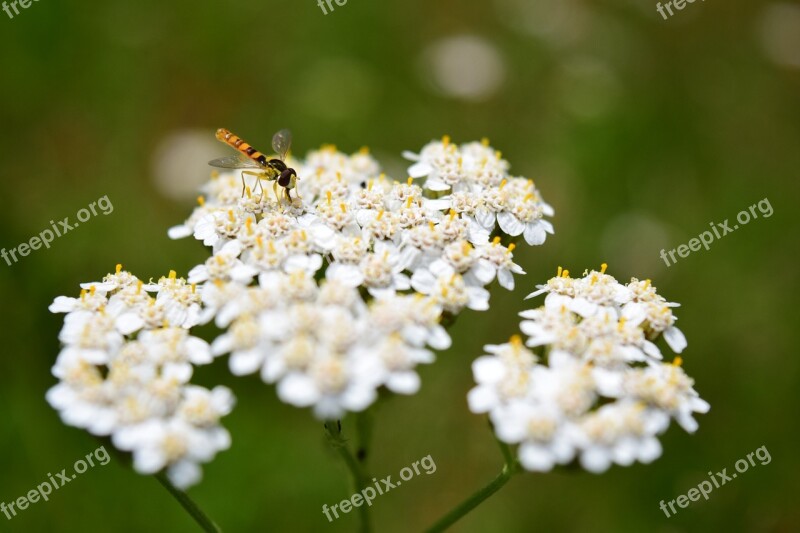 Yarrow Summer Fly Nature Insect