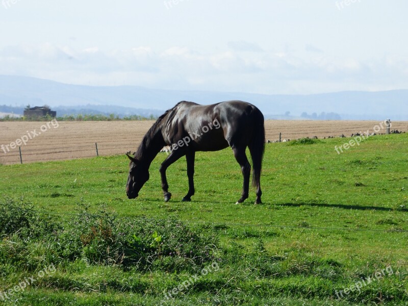 Black Horse Nature Mammal Animal