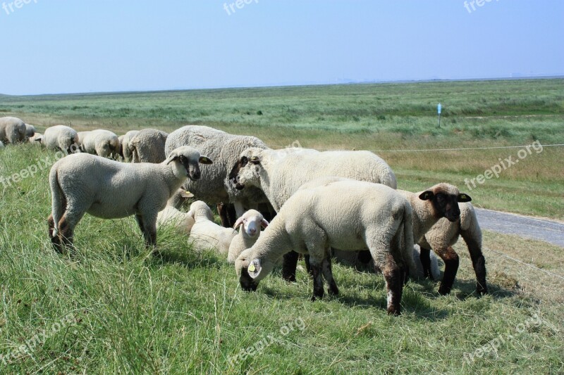 North Sea Dike Sheep Nordfriesland Deichschaf