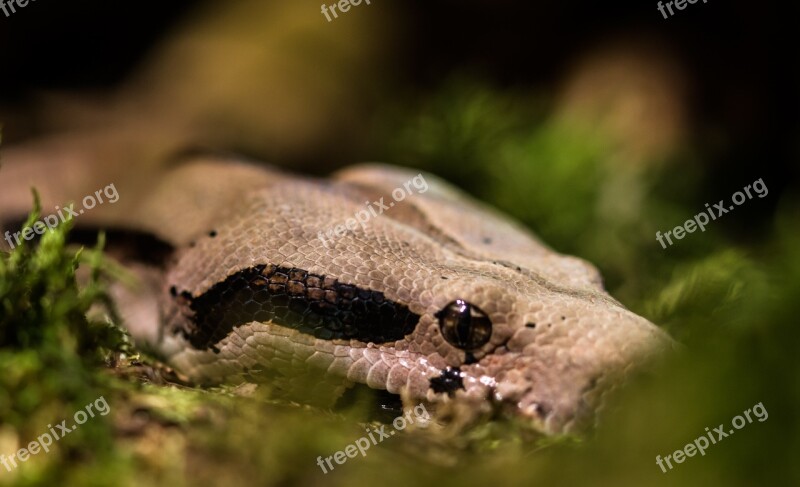 Snake Boa Boa Constrictor Imperator Constrictor Close Up