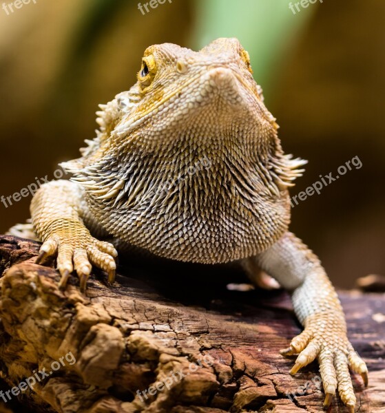 Lizard Agame Reptile Amphibian Dragon