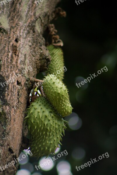 árbol Guanabana Fruto Fruit Tree