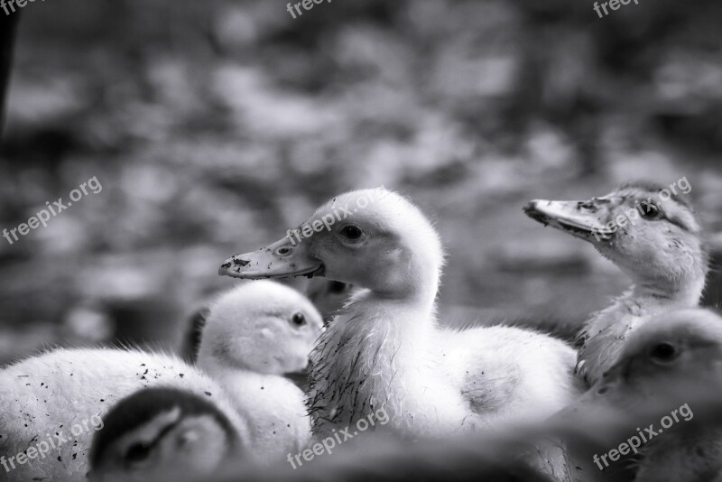 Patos Bebe Baby Duck White