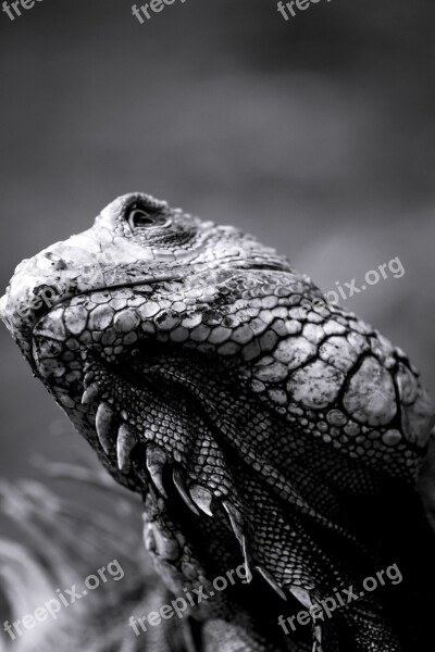 Iguana Animal Reptíl Reptile Lizard