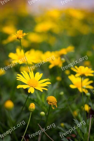 Margarita Flor Flores Flower Colorful